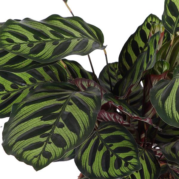 Calathea Makoyana Ø21cm - ↕70cm in Boule antraciet  BotanicBridge