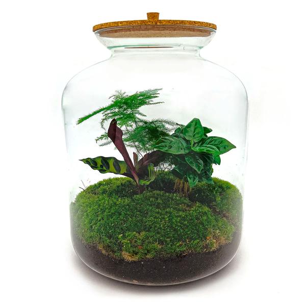 DIY terrarium - Lukas - ↕ 33 cm - Rake + Shovel  BotanicBridge