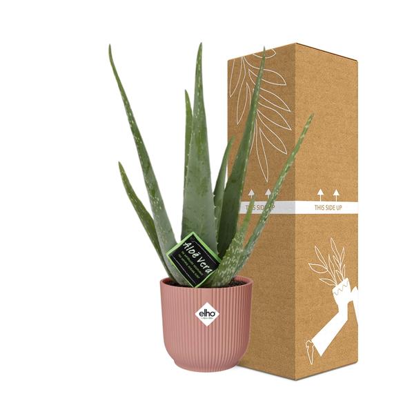 Aloe Vera 12cm in ELHO Vibes Fold 14cm roze  BotanicBridge