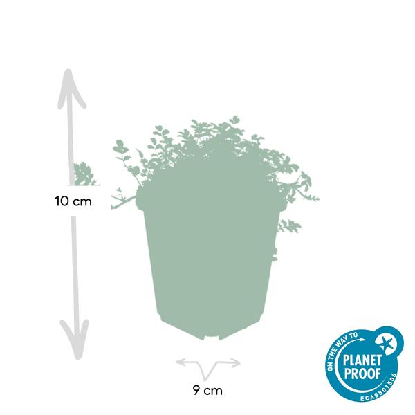 Acaena microphylla 'Kupferteppich' - ↕10-25cm - Ø9cm - 20x  BotanicBridge