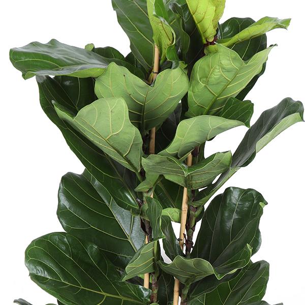 Ficus Lyrata Ø27cm ↕140cm in Boule OLIJF pot  BotanicBridge