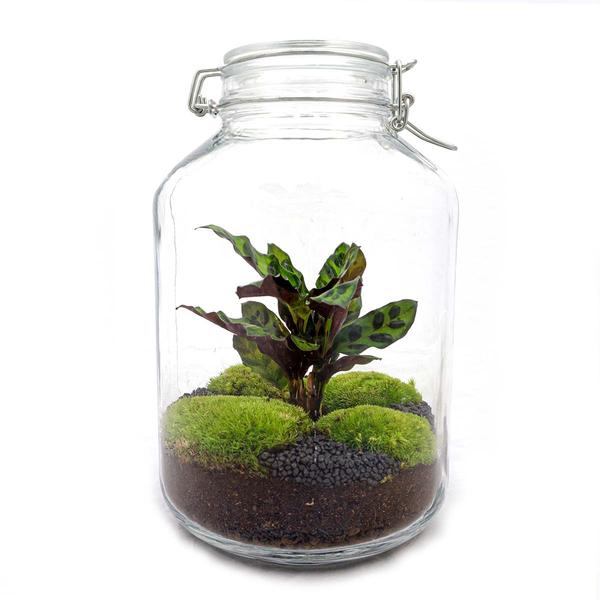 DIY terrarium - Jar Calathea - ↕ 28 cm - Normal  BotanicBridge