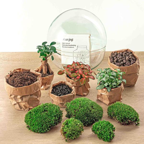 DIY terrarium - Dome XL - Ficus Ginseng Bonsai - ↕ 30 cm - Rake + Shovel  BotanicBridge