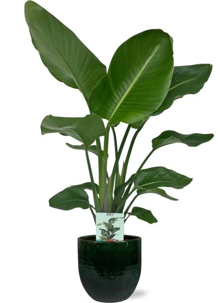 Strelitzia Nicolai - Ø19cm - ↕90cm + Jolin Pot D20x18cm - Groen  BotanicBridge