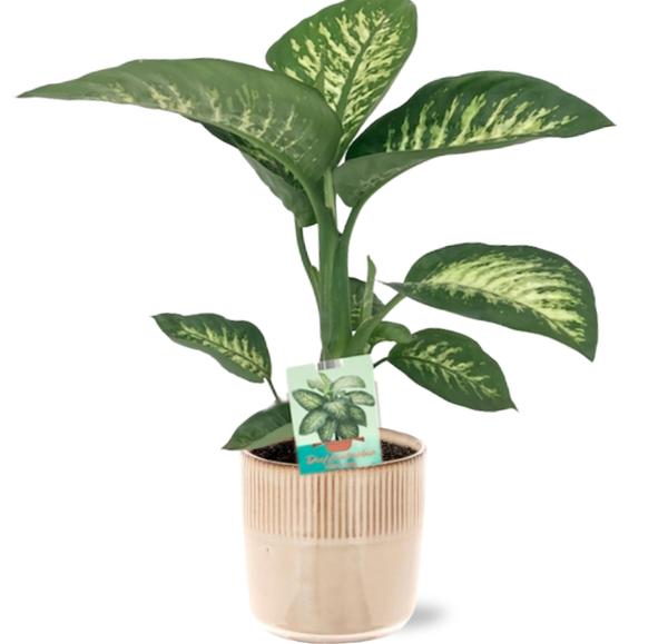 Dieffenbachia Seguine Tropic Snow - Ø19cm - ↕70cm + Terni Pot D20x20cm - Roze  BotanicBridge