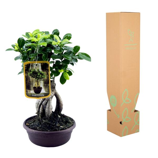 Ficus Microcarpa Ginseng - 30 cm - Ø17cm  BotanicBridge