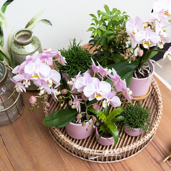 Kolibri Home | Gold foot pink bloempot - Roze keramieken sierpot met gouden rand - Ø12cm  BotanicBridge