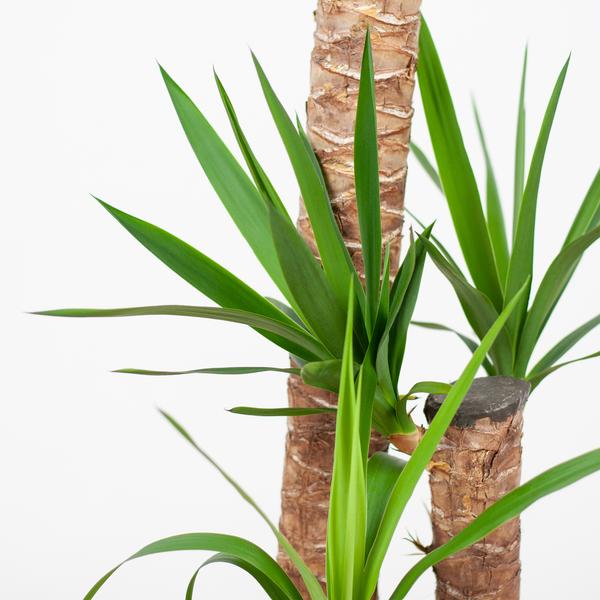 Yucca XL met Torun mand - 125cm - Ø24  BotanicBridge