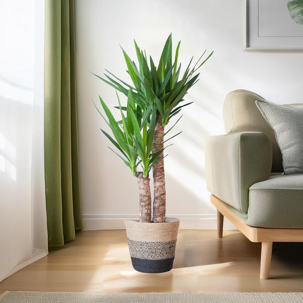 Yucca Elephantipes met Mand Lissabon zwart - 90cm - Ø21  BotanicBridge