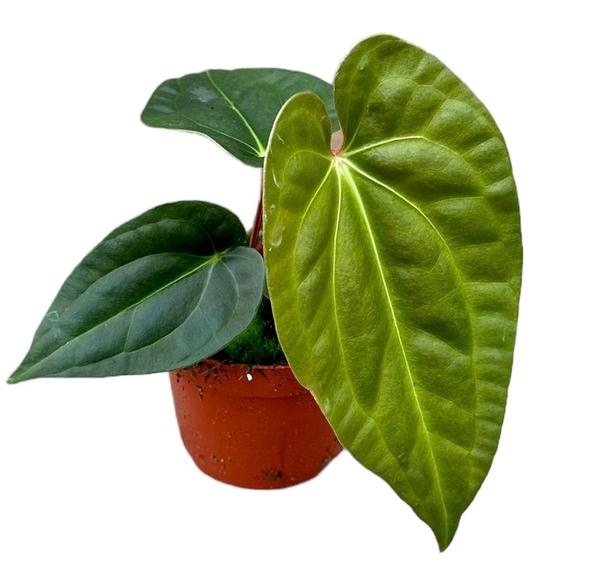 Anthurium Regale X Luxurians - Ø10,5cm - ↕15cm  BotanicBridge