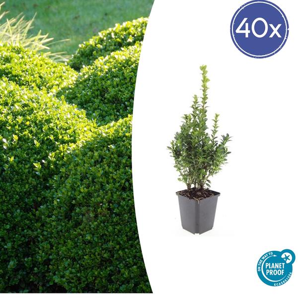 Buxus Sempervirens - ↕10-25cm - Ø9cm - 40x  BotanicBridge