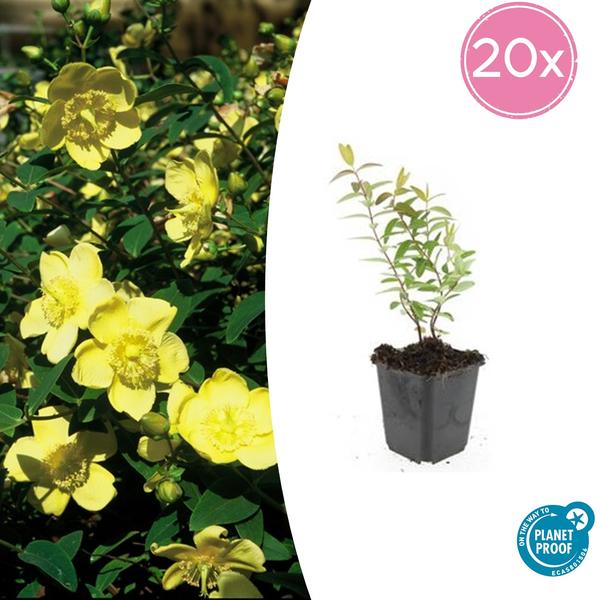 Hypericum 'Hidcote' - ↕10-25cm - Ø9cm - 20x  BotanicBridge