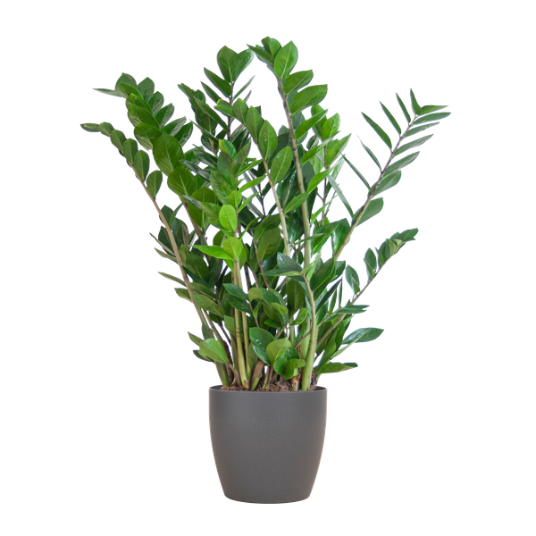 Zamioculcas Zamiifolia met Viber grijs - 80cm - Ø21  BotanicBridge