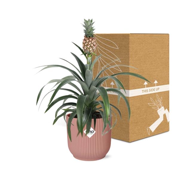 Ananas Mi Amigo in ELHO Vibes Fold 14cm roze  BotanicBridge