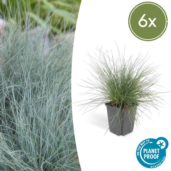 Festuca glauca 'Elijah Bleu' - ↕10-25cm - Ø9cm  - 6x  BotanicBridge