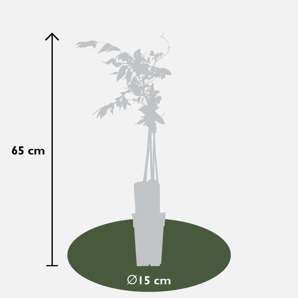 2x Wisteria floribunda 'Rosea' - ↨65cm - Ø15  BotanicBridge