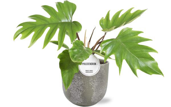 Philodendron Mayoi - Ø15cm - ↕35cm + Natan Pot D17x15cm - Grijs  BotanicBridge