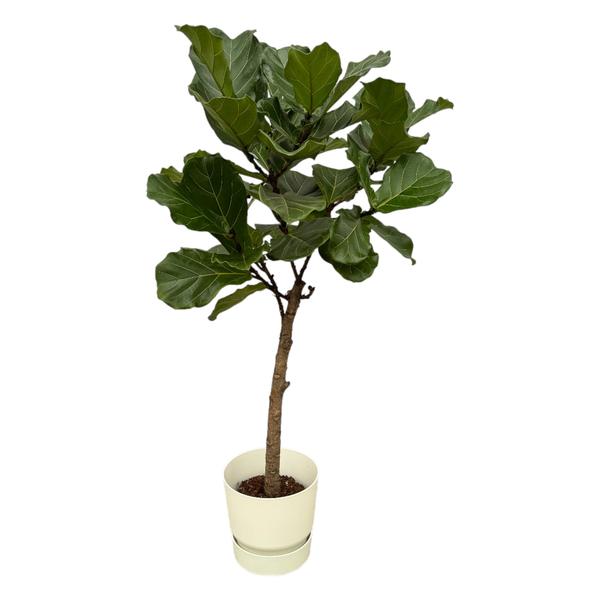 Ficus Lyrata stam inclusief elho Greenville Round wit - 160 cm - Ø30  BotanicBridge