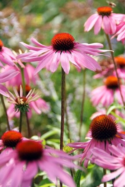 Echinacea p. 'Magnus' - ↕10-25cm - Ø9cm - 6x  BotanicBridge