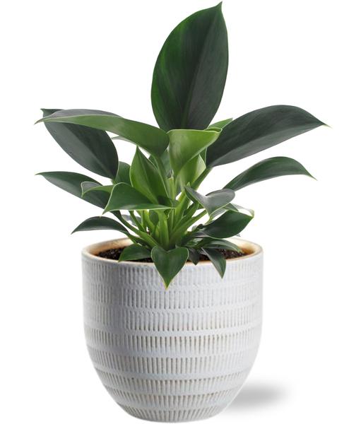 Philodendron Green Princess - Ø12cm - ↕25cm +  Beau Pot D14x13cm - Wit  BotanicBridge