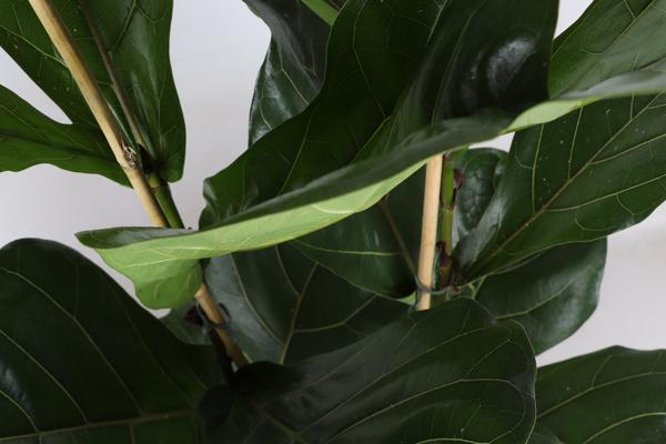 Ficus Lyrata - Ø24cm - ↕120cm in Boule ANTRACIET pot  BotanicBridge